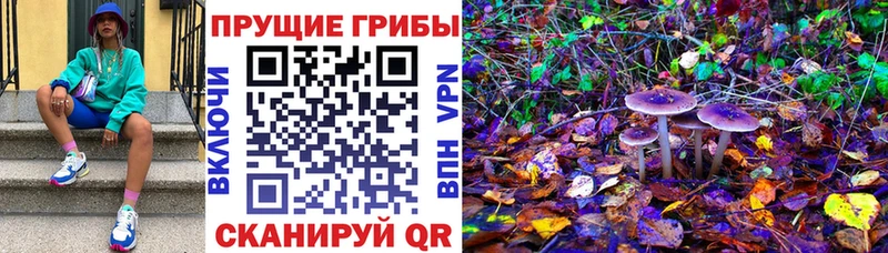 Псилоцибиновые грибы Cubensis  Козьмодемьянск 
